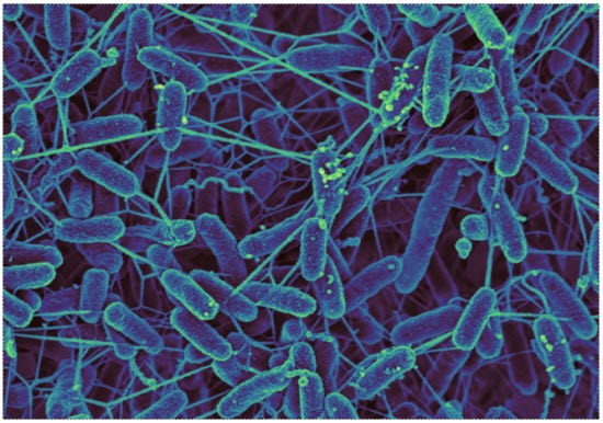 bacteria nanowires