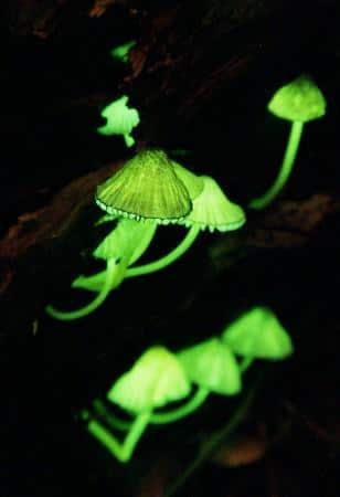 glowing_mushrooms
