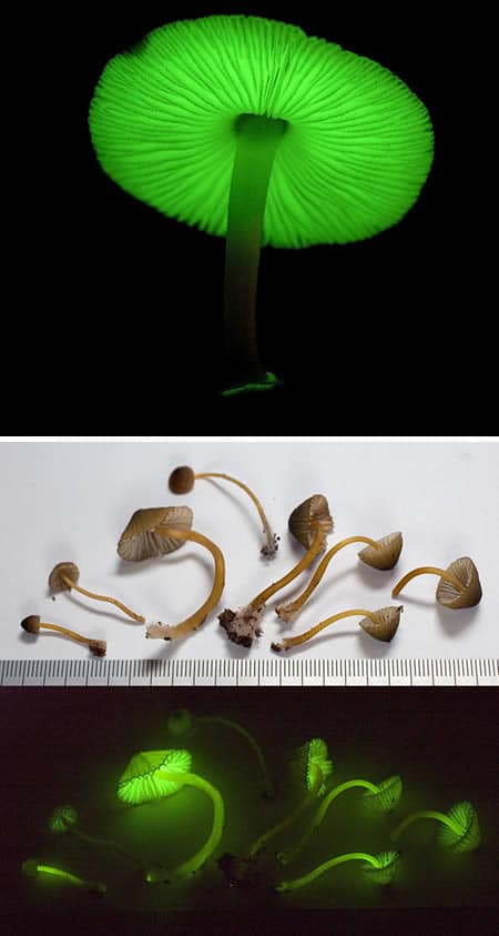 Mycena-lux-coeli-mushrooms