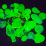 Uranium_glass_beads,_UV_light