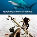 sharks-want-to-cuddle
