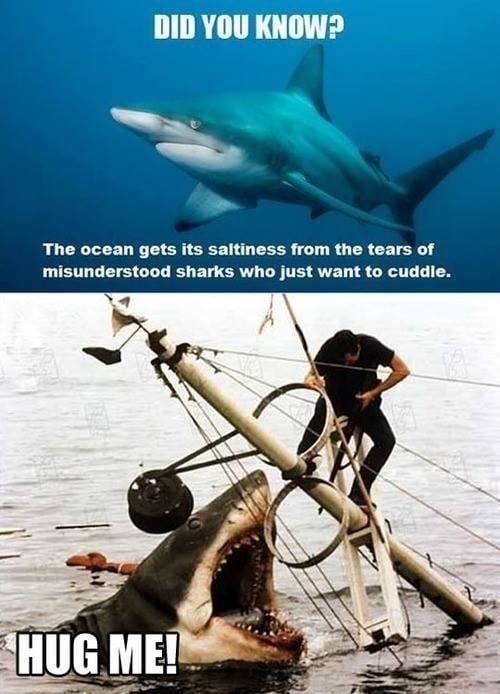 sharks-want-to-cuddle